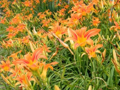 ����ׯ԰С����5.9�������´�