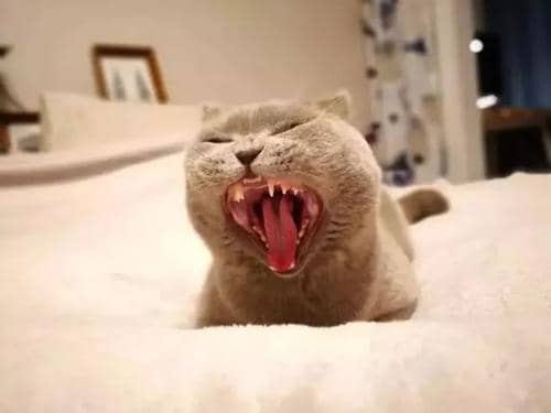 ����ׯ԰С����5.11�������´�