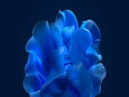 ��ѩ�ص�Win11��һ��Ĭ�ϱ�ֽ�״ι���