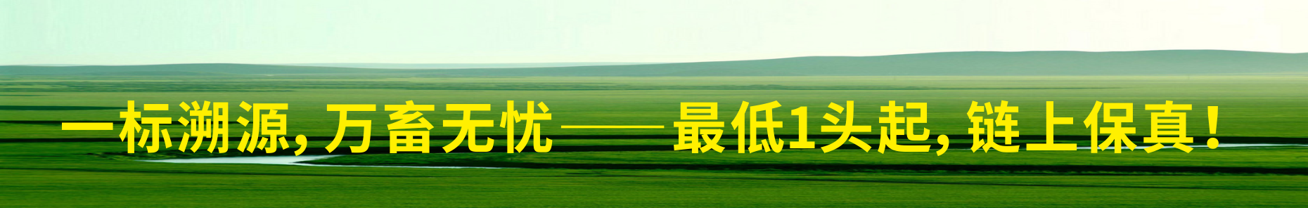 banner 一标溯源，万畜无忧——最低1头起，链上保真！